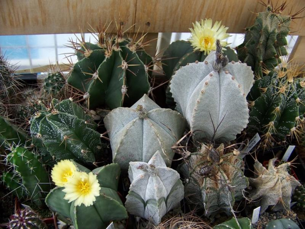 Astrophytum