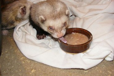 #fretka #Plastuś #Kubuś #jedzenie #jajko #kaczka