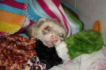 #fretka #Plastuś #Kubuś #jedzenie #jajko #kaczka