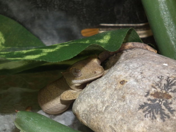 #RhacodactyusCiliatus #CrestedGecko #GekonOrzęsiony