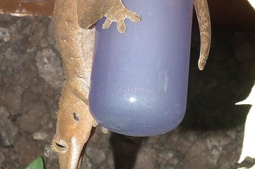 #RhacodactylusCiliatus #CrestedGecko #GekonOrzęsiony