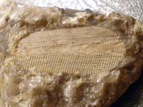 Liściasta kolonia mszywioła Ptilodictya lanceolata . Długość okazu - 1,7 cm . Wiek : sylur ( wenlok ) . Data znalezienia : 2004 .