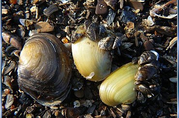 Wspominkowo, z tęsknoty za miejscem ukochanym i cieplejszym czasem... #muszelki #piórka #NadMorzem