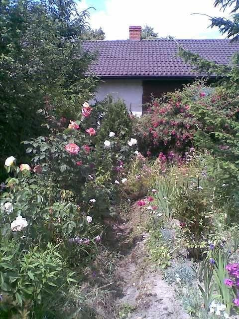dom w ogrodzie