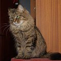 Nutella Marcowe Migdały*PL - kotka syberyjska
