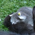 Tunia jako dziewczynka postanowiła wpleść kwiatek w futerko ;-) #kot #kociak