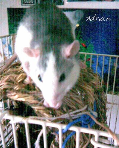 Moje bandziory we wrześniu! #adrian #liam #chyna #szczur #szczury #szczurki #szczurek #frankie #holywood