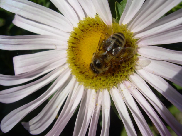 #owad #pszczoła #kwaity
