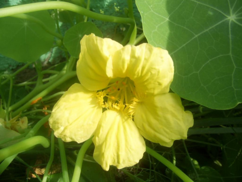 żółte kwiatki 03.09.08