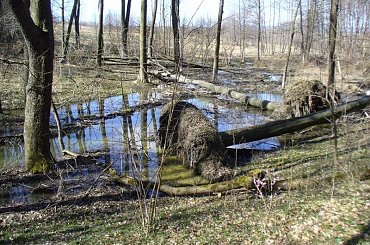 Besko 2011 - stanowisko bobrów.
Nie podaję dokładnej lokalizacji ze względu na ekoterrorystów, którzy mogliby się poprzywiązywać do drzew i zaniepokoić zwierzęta. #Besko #BeskidNiski #bobry #bóbr #tama