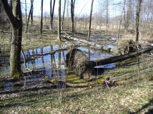 Besko 2011 - stanowisko bobrów.
Nie podaję dokładnej lokalizacji ze względu na ekoterrorystów, którzy mogliby się poprzywiązywać do drzew i zaniepokoić zwierzęta. #Besko #BeskidNiski #bobry #bóbr #tama