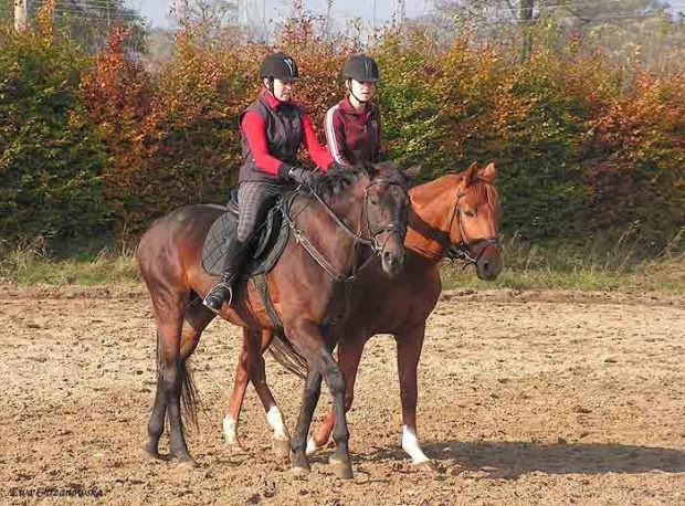 2008.10.26 Konie w Stodołach