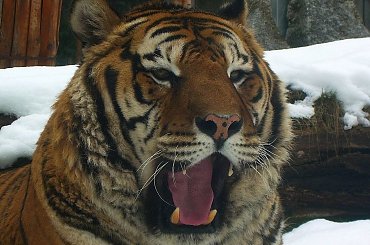 #kot #ssak #tygrys #TygrysBengalski #zoo #wrocław #zima