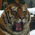 #kot #ssak #tygrys #TygrysBengalski #zoo #wrocław #zima