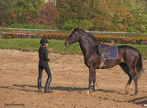 2008.10.26 Konie w Stodołach