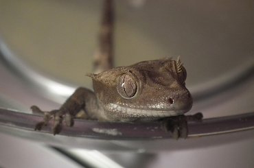 #RhacodactylusCiliatus #CrestedGecko #GekonOrzęsiony