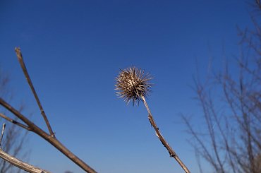 #JakaśRoślinka #jeziorko #niebo #drzewka