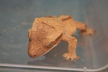 #RhacodactylusCiliatus #CrestedGecko #GekonOrzęsiony