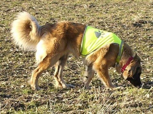 leonberger, leonbergery, Delicja Apteka Natury #leonberger #leonbergery #DelicjaAptekaNatury