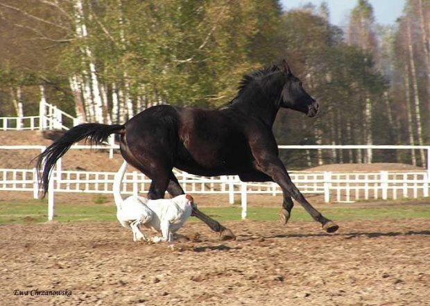 2008.10.26 Konie w Stodołach