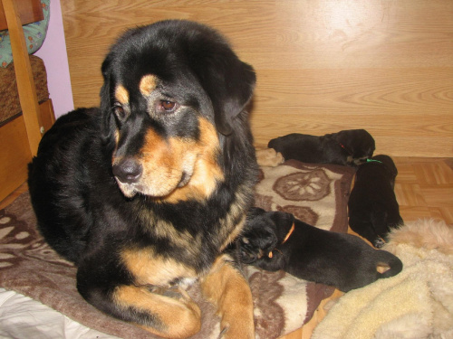 Halo! maleństwa się rozeszły,nikt mi nie pomoże? #psy #MastifTybetański #szczeniaki