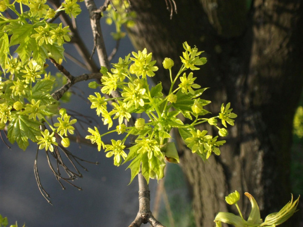 Klon zwyczajny,Acer platanoides,ang. Norway Maple
inne nazwy: klon pospolity.Średniej wielkości do dużego,czasem,zwłaszcza w gęstych lasach wysokie,drzewo liściaste o dość typowym pokroju.
Duże, dłoniasto klapowane, naprzeciwległe liście.
Klapy prostok...