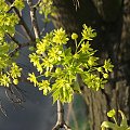 Klon zwyczajny,Acer platanoides,ang. Norway Maple
inne nazwy: klon pospolity.Średniej wielkości do dużego,czasem,zwłaszcza w gęstych lasach wysokie,drzewo liściaste o dość typowym pokroju.
Duże, dłoniasto klapowane, naprzeciwległe liście.
Klapy prostok...