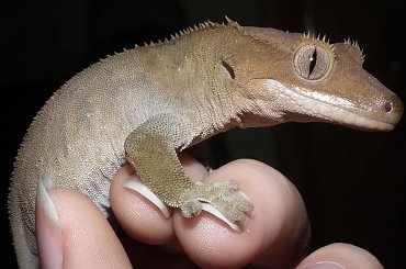 #CrestedGecko #GekonOrzęsiony #RhacodactylusCiliatus