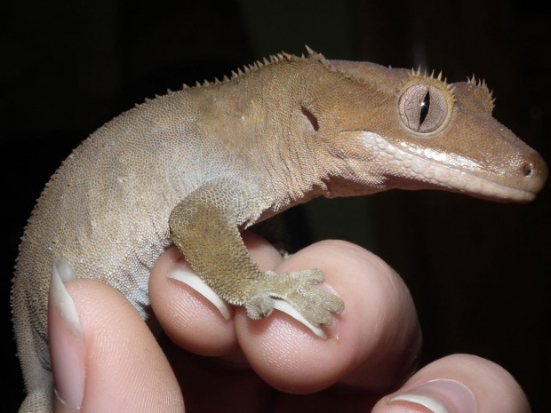 #CrestedGecko #GekonOrzęsiony #RhacodactylusCiliatus