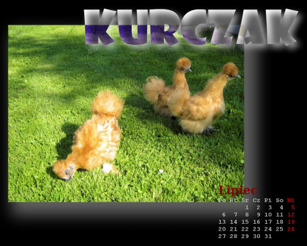 z cyklu: Wiejski kalendarz 2009 #kurczak #przyroda #WiejskiKalendarz