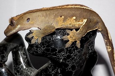 #CrestedGecko #GekonOrzęsiony #RhacodactylusCiliatus