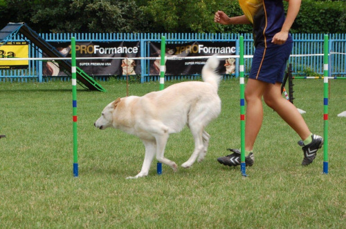 PP Agility Białystok 22.07.2007