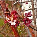 WIOSNA...:)