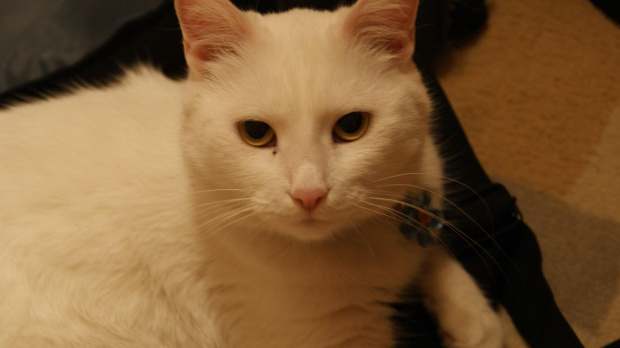 Piękna kicia, która zaginęła, ale się szczęśliwie odnalazła #Alba #kot #kotek #biała #pupil