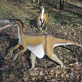 Zoo troszeczkę inaczej :-) Zaurolandia,Pałuki obok Biskupina #dinozaury #historia #JurassicPark #Zaurolandia #natura #zwierzęta