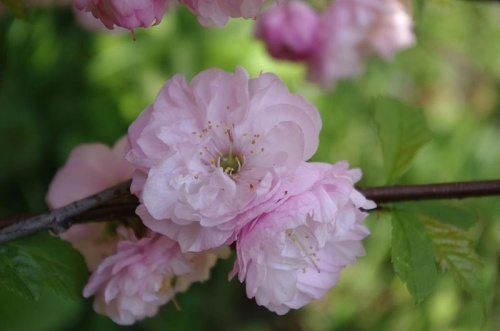 #kwiaty #kwiat #ogrody #ogród #piękno #przyroda #wiosna