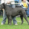 #CaneCorso #psy #wystawa