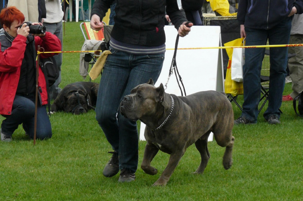 #CaneCorso #psy #wystawa