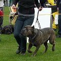 #CaneCorso #psy #wystawa