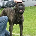 #CaneCorso #psy #wystawa