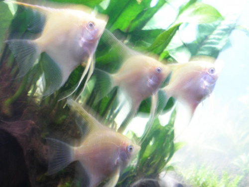 akwarium luty 2009