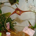 Masdevallia