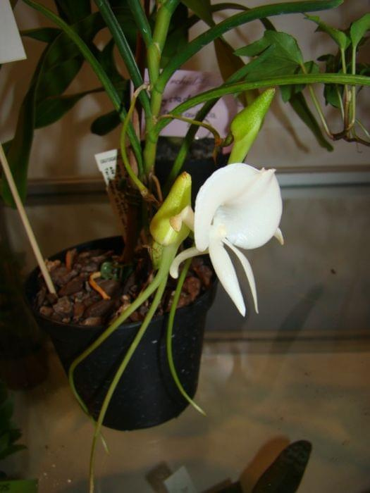 Angraecum scottianum