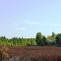 Wrzosowiska Kłomińskie #BorneSulinowo #JezioroPile #Kłomino #poligon #wrzosowiska
