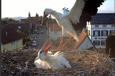 Radośc czy pretensje ... #Gniazda