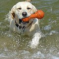 Ness...najdzielniejsza z pływaków #Ness #labrador #NadMorzemWoda #pies
