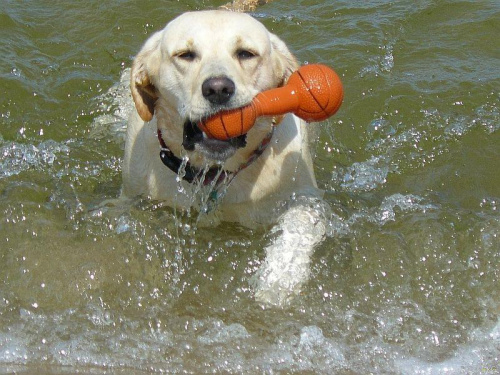 Ness...najdzielniejsza z pływaków #Ness #labrador #NadMorzemWoda #pies