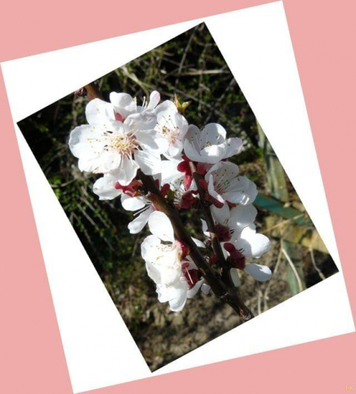 w moim ogrodzie #wiosna #rośliny #ogród #morela #kwiaty