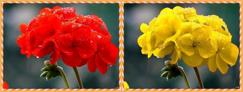 Pelargonia po deszczu....czasami tak każdego korci by coś pozmieniac! #inaczej #przeróbki #kolory #pelargonie #deszcz #kwiaty