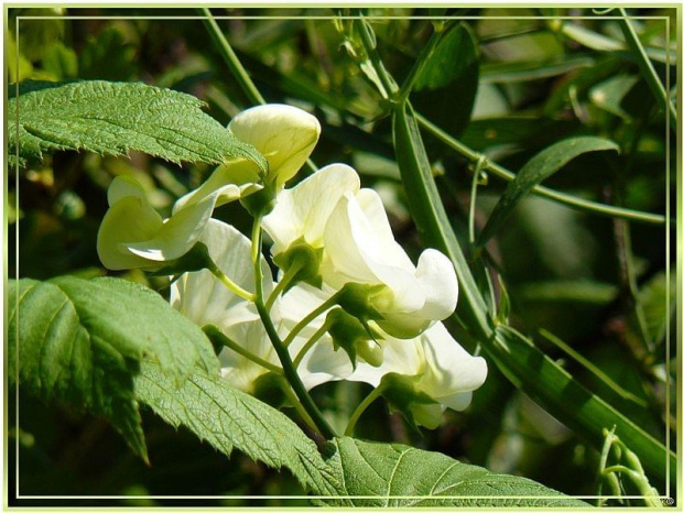 w ogrodzie...ten subtelny,nieśmiały, biały groszek #ogród #kwiaty #rośliny #przyroda